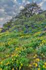 Oregon. Rowena Crest above Columbia River, springtime balsamroot and lupine blooming along trail Art Print